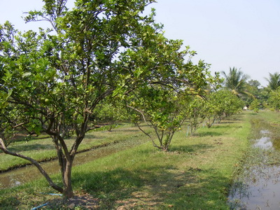 Mol-Thailand